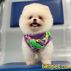 Pomeranian Boo Asil Beyaz 3