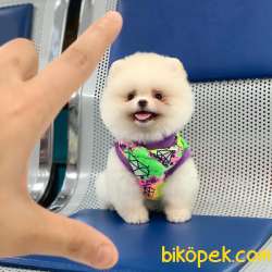 Pomeranian Boo Asil Beyaz 2