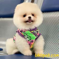 Pomeranian Boo Asil Beyaz 1
