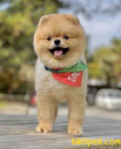 Pomeranian Boo Asilari Tam Eğitimli 1 Yasinda Belgeli 2