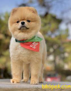 Pomeranian Boo Asilari Tam Eğitimli 1 Yasinda Belgeli 5