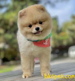 Pomeranian Boo Asilari Tam Eğitimli 1 Yasinda Belgeli 3