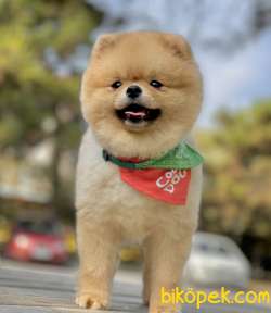 Pomeranian Boo Asilari Tam Eğitimli 1 Yasinda Belgeli 4