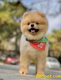 Pomeranian Boo Asilari Tam Eğitimli 1 Yasinda Belgeli 1