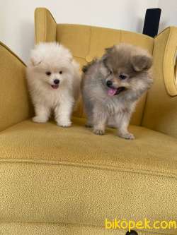 POMERANİAN BOO AŞILI KARNELİ TESLİM 3