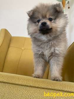 POMERANİAN BOO AŞILI KARNELİ TESLİM 5