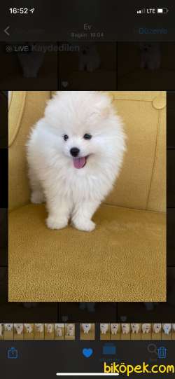 POMERANİAN BOO AŞILI KARNELİ TESLİM 4