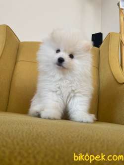 POMERANİAN BOO AŞILI KARNELİ TESLİM 2