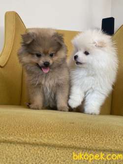 POMERANİAN BOO AŞILI KARNELİ TESLİM 1
