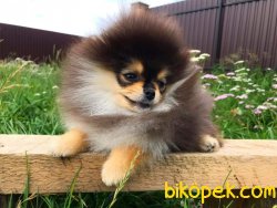 POMERANİAN BOO AYI SURAT BLACKTAN 2