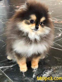 POMERANİAN BOO AYI SURAT BLACKTAN 3