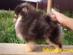 POMERANİAN BOO AYI SURAT BLACKTAN 5