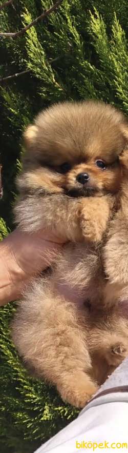 Pomeranian Boo Ayı Surat 3