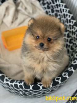 Pomeranian Boo Ayı Surat 1