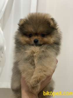 Pomeranian Boo Ayı Surat 2