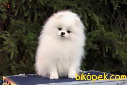 Pomeranian Boo Ayı Surat 3