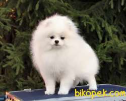 Pomeranian Boo Ayı Surat 1