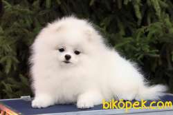 Pomeranian Boo Ayı Surat 2