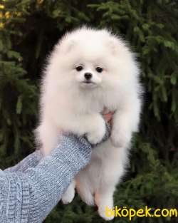 Pomeranian Boo Ayı Surat 4