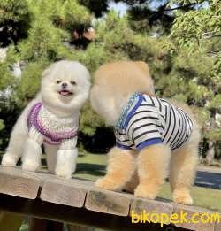 Pomeranian Boo Ayı Surat Asilari Tam Belgeli Yavrular 2