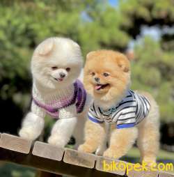 Pomeranian Boo Ayı Surat Asilari Tam Belgeli Yavrular 4