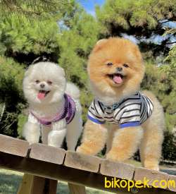 Pomeranian Boo Ayı Surat Asilari Tam Belgeli Yavrular 1