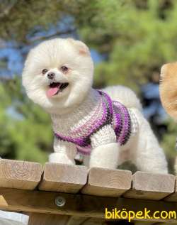 Pomeranian Boo Ayı Surat Asilari Tam Belgeli Yavrular 5