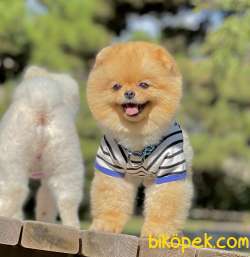 Pomeranian Boo Ayı Surat Asilari Tam Belgeli Yavrular 3