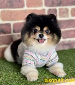 Pomeranian Boo Ayı Surat Asili Eğitimli 3