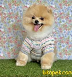 Pomeranian Boo Ayı Surat Asili Eğitimli 4