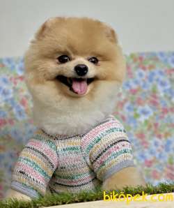 Pomeranian Boo Ayı Surat Asili Eğitimli 1