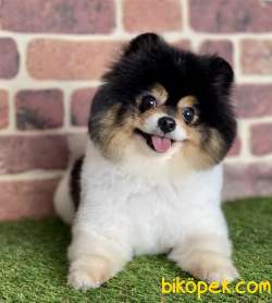 Pomeranian Boo Ayı Surat Asili Eğitimli 5