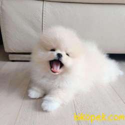 Pomeranian Boo Ayı Surat Belgeli Eğitimli Safkan Yavrular 1