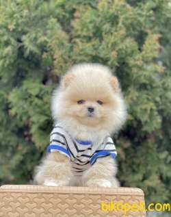 Pomeranian Boo Ayi Surat Belgeli Evrakli Safkan Yavrularımız 5