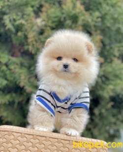 Pomeranian Boo Ayi Surat Belgeli Evrakli Safkan Yavrularımız 2