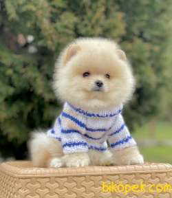 Pomeranian Boo Ayi Surat Belgeli Evrakli Safkan Yavrularımız 4