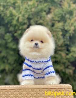 Pomeranian Boo Ayi Surat Belgeli Evrakli Safkan Yavrularımız 3