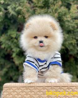 Pomeranian Boo Ayi Surat Belgeli Evrakli Safkan Yavrularımız 1