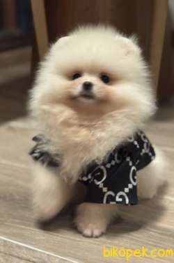 POMERANİAN BOO AYI SURAT ERKEK 4