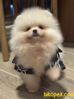 POMERANİAN BOO AYI SURAT ERKEK 2