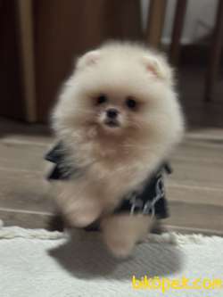 POMERANİAN BOO AYI SURAT ERKEK 3