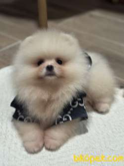 POMERANİAN BOO AYI SURAT ERKEK 5