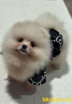 POMERANİAN BOO AYI SURAT ERKEK