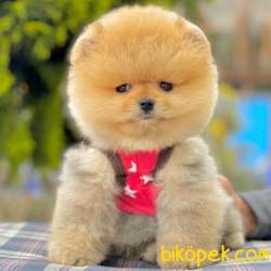 Pomeranian Boo Ayı Surat Garantili Safkan Secereli Yavrularımız 2