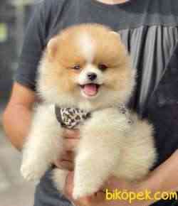 Pomeranian Boo Ayı Surat Mini Yavrularımız 2