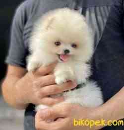 Pomeranian Boo Ayı Surat Mini Yavrularımız 3