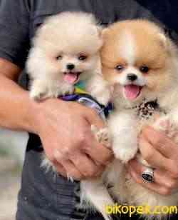 Pomeranian Boo Ayı Surat Mini Yavrularımız 5