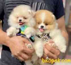 Pomeranian Boo Ayı Surat Mini Yavrularımız 4