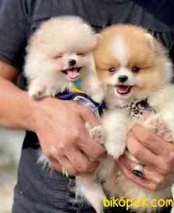 Pomeranian Boo Ayı Surat Mini Yavrularımız 1