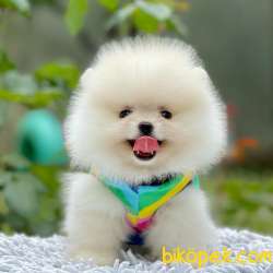 Pomeranian Boo Ayı Surat Oyuncak Tip Yavrularımız 2